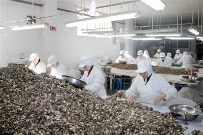 從田間到舌尖 麗水香菇的嚴(yán)選之路與市場(chǎng)機(jī)遇